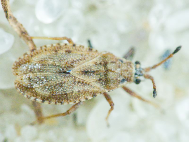 Tingis (Tropidocheila) maculata (Herrich-Schäffer, 1838)